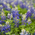Texas State Flower - Bluebonnet
