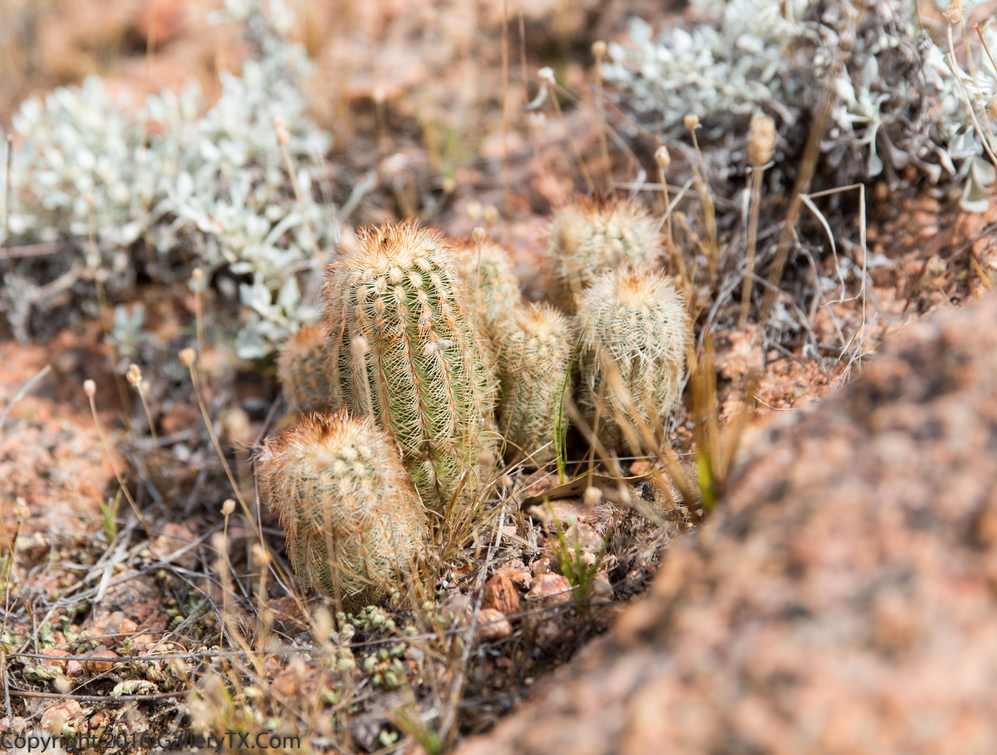 TX Cactus 