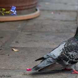 Animal Photos